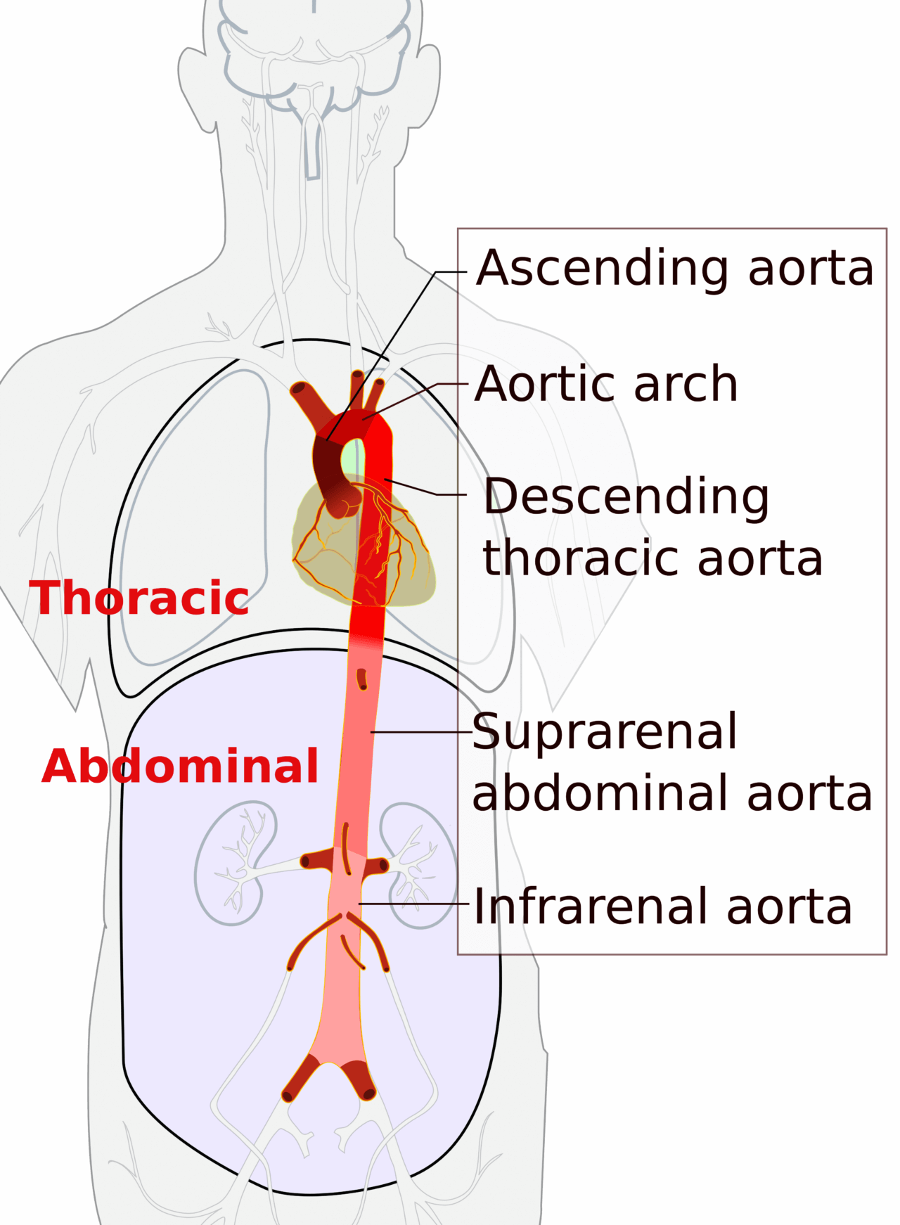 Aortic Root Diagram